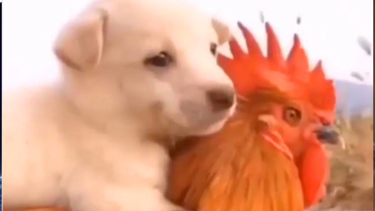 Sweet dog really wants to make friends with the rooster