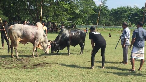 Village Bull Fight