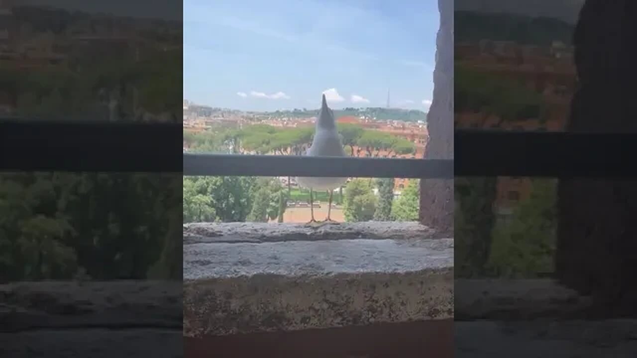 Vatican Birds 🦢 I