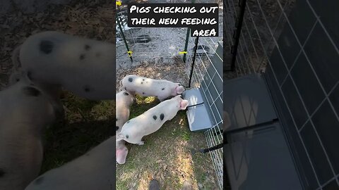 New 🐖 feeding area #pigs #pig #farming