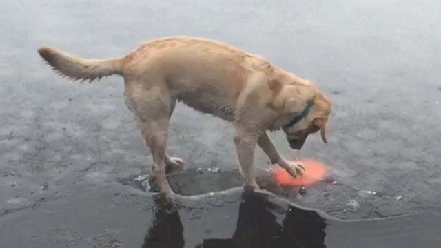 Adorable Dog Stands On Thin Ice