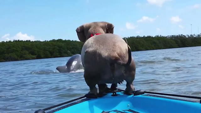 Dachshund Dog Chases A Dolphin