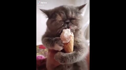 💗Cute And Funny Pets | Try Not To Laugh To These Pets Compilation💗 very funny😂