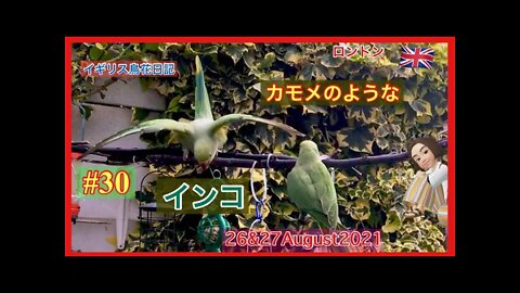 【鳥観察#30】ポロっとエサを落とすロビン/羽を広げるインコ / 水を飲むグレイトティット＆リス＆スターリング