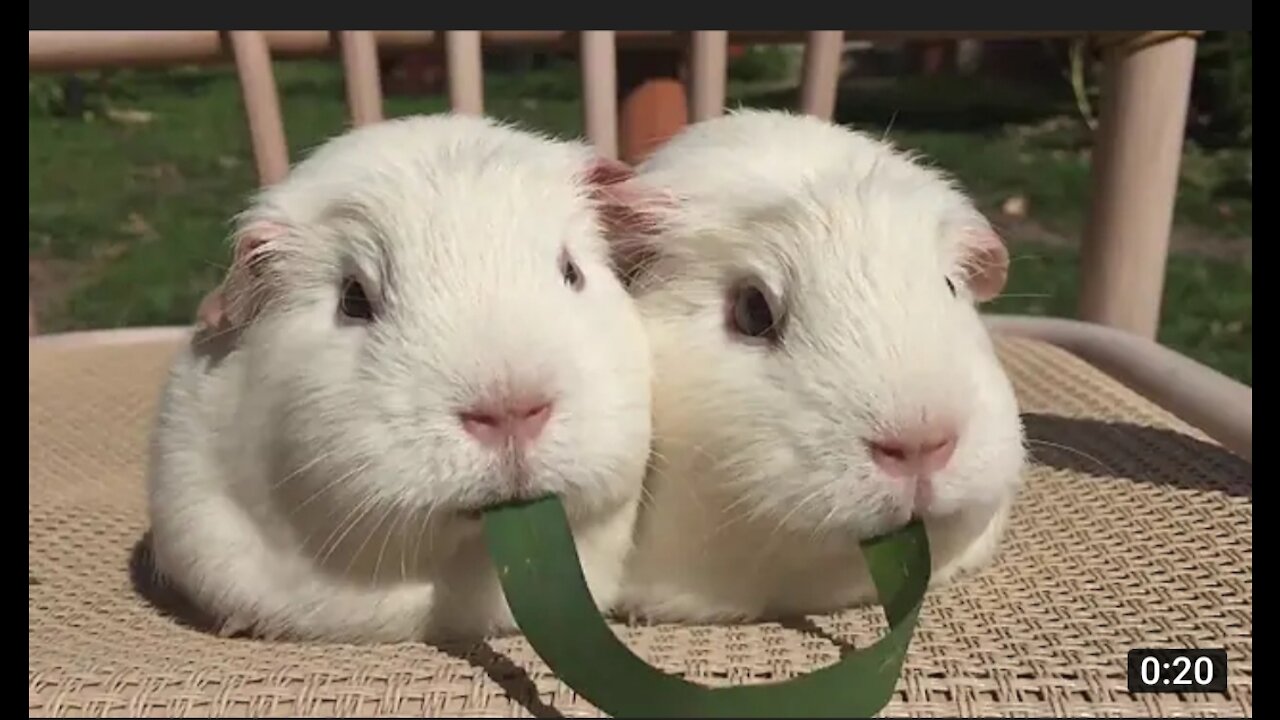 Guinea pig plays tug of war