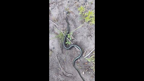 Slithering Snake on the bank