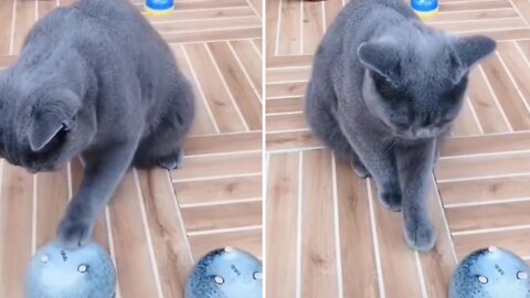 This smart cat shows off his skills with his favorite game