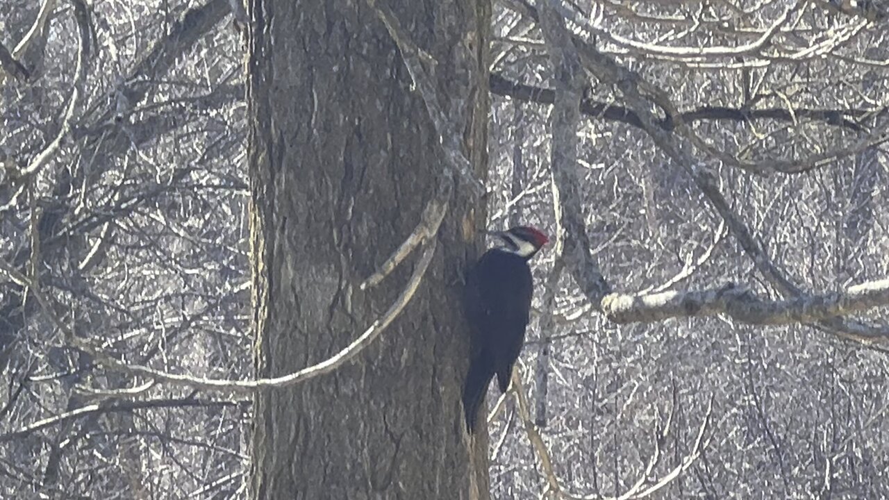 Pileated wood pecker James Gardens Toronto