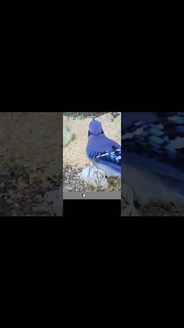 Cute 😍blue jay 🐦dining in the evening 🌇#cute #funny #animal #nature #wildlife #trailcam #farm
