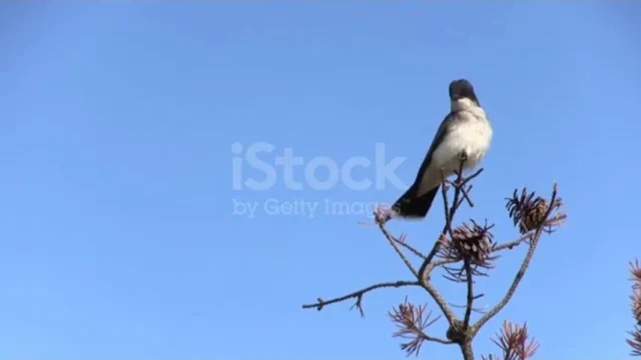 Relaxing = Meditation = Music = = Peaceful = Piano = Music = & = Birds = Music = = Sunny = morning