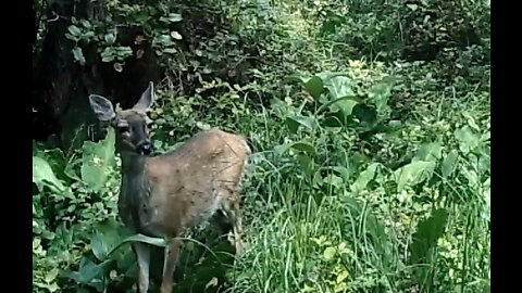 Blacktail Salad Bar, late June