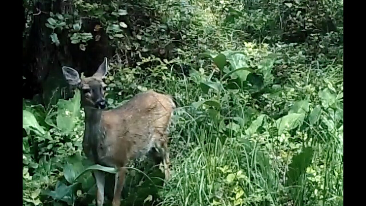 Blacktail Salad Bar, late June