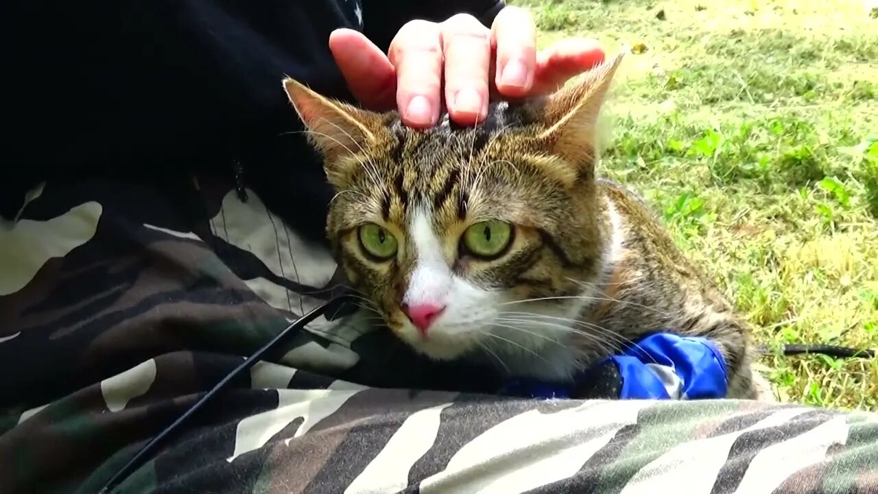 Puss in Boots Goes on a Picnic