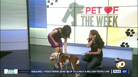 Pet of the Week: Bri