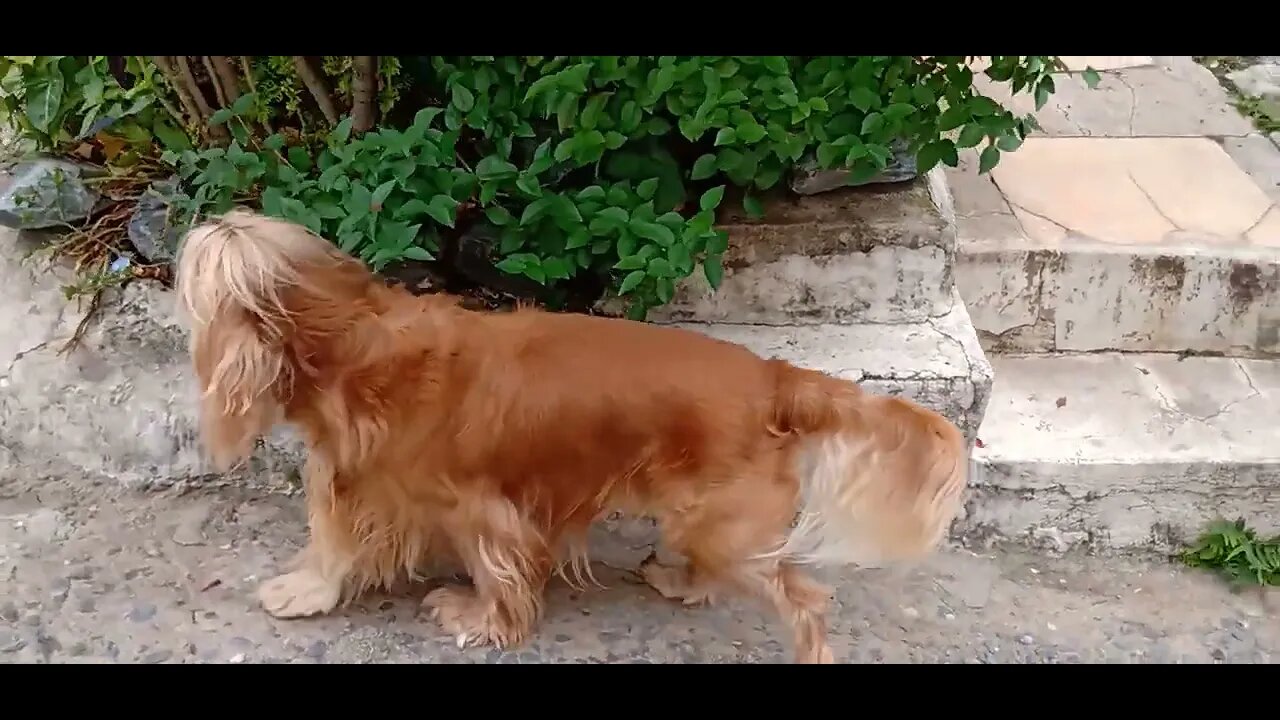 #dogshow , #animals , #dogs