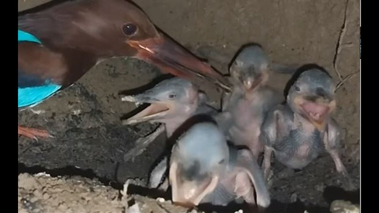 Mother feeding her baby birds