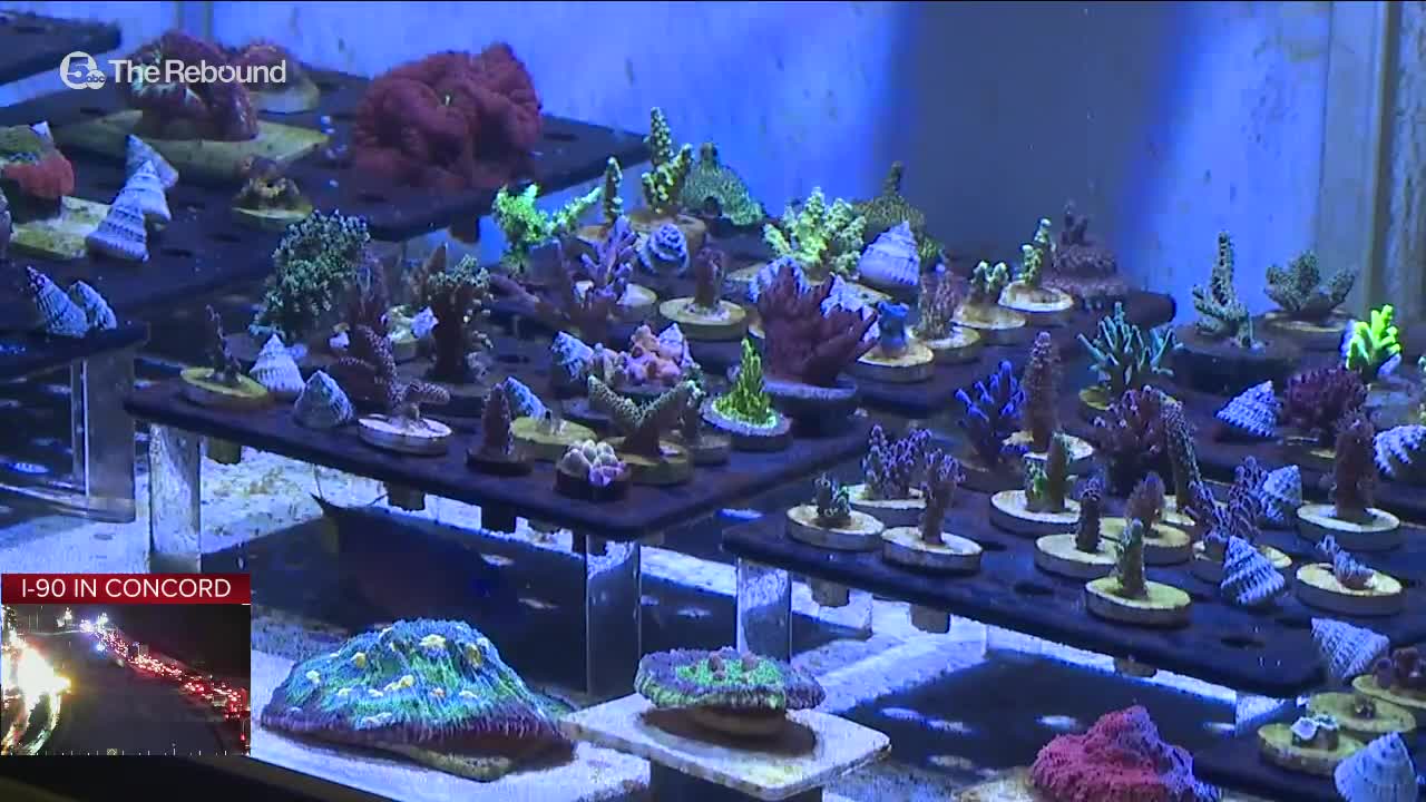 Business booms during pandemic for Copley coral farm