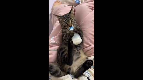 Cat having a milk feeder in his mouth