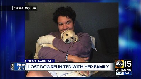 Puppy who disappeared after owner crashes in AZ found 13 days later