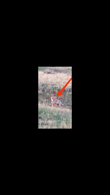 Hunting Coyotes #shorts #dogs #animals #hunter #072
