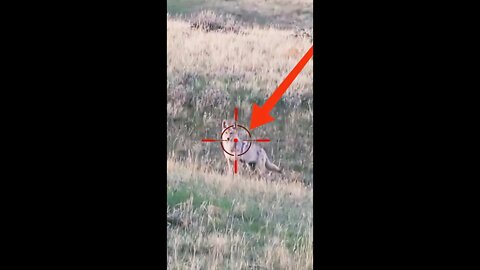 Hunting Coyotes #shorts #dogs #animals #hunter #072