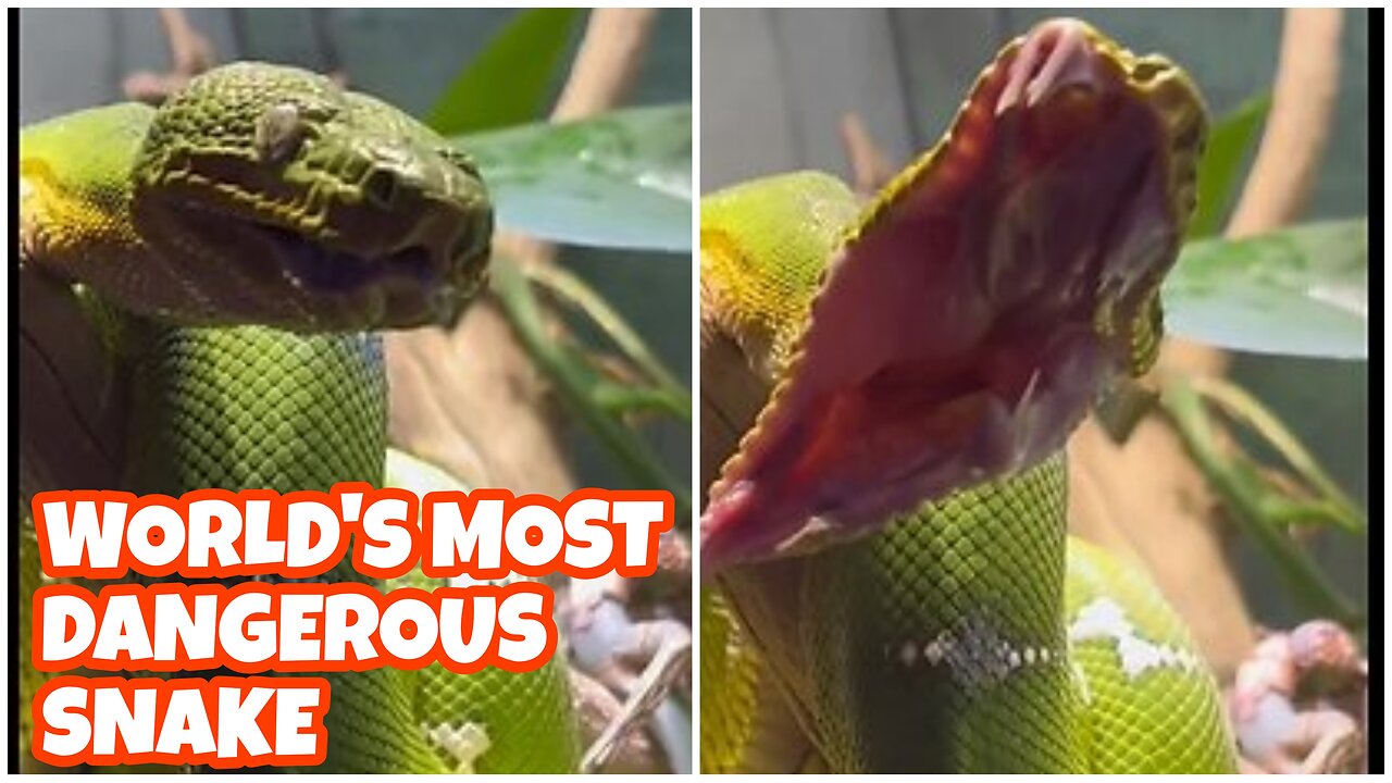 world's most dangerous snake