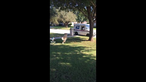 Dog Getting the mail