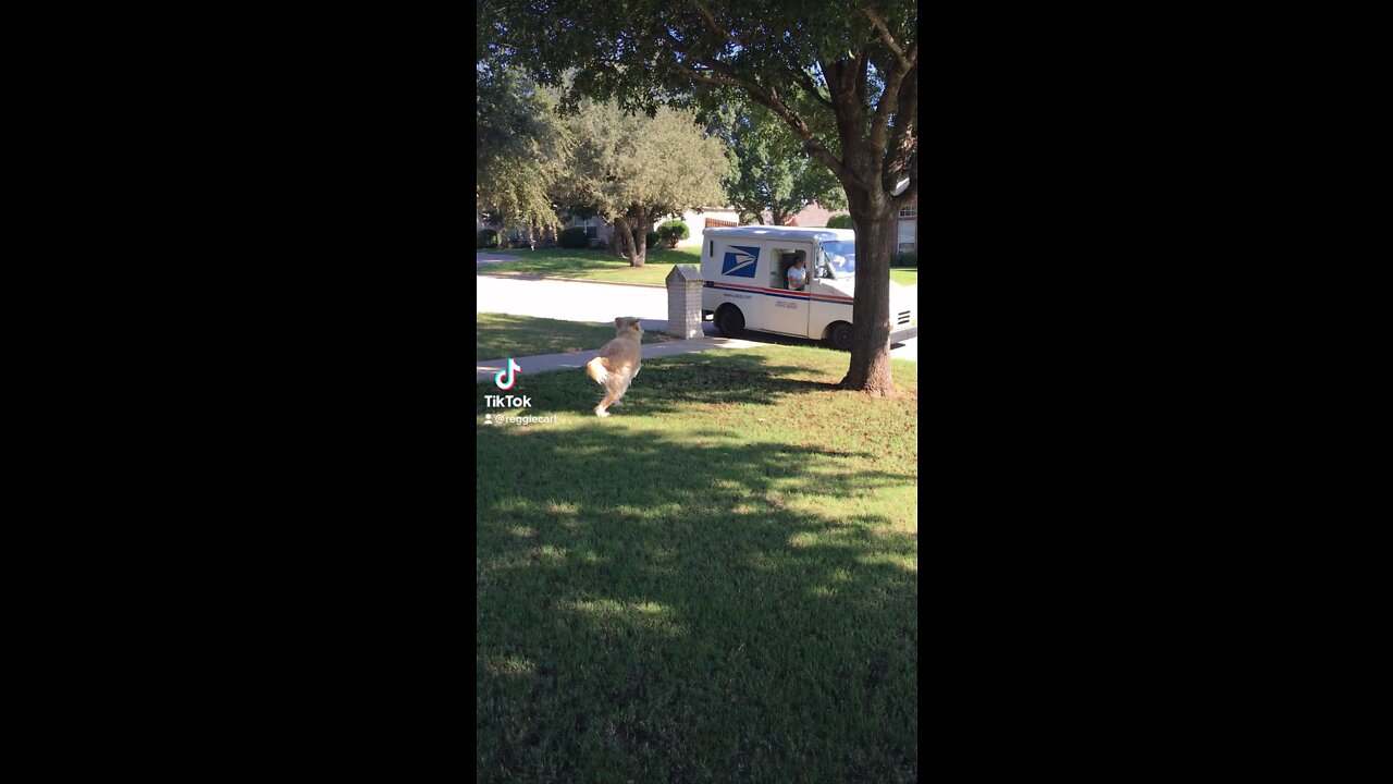 Dog Getting the mail