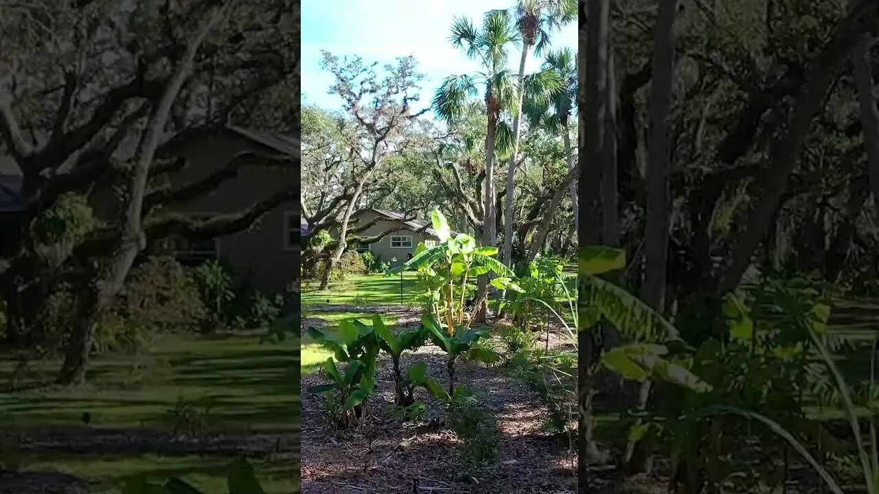 Having an Oak Understory Food-Forest comes with a lot of debris cleanup (Post-Hurricane)