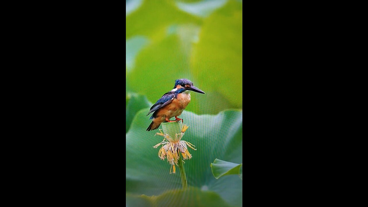 The Best Kingfisher I Ever Experienced In My Lifetime.