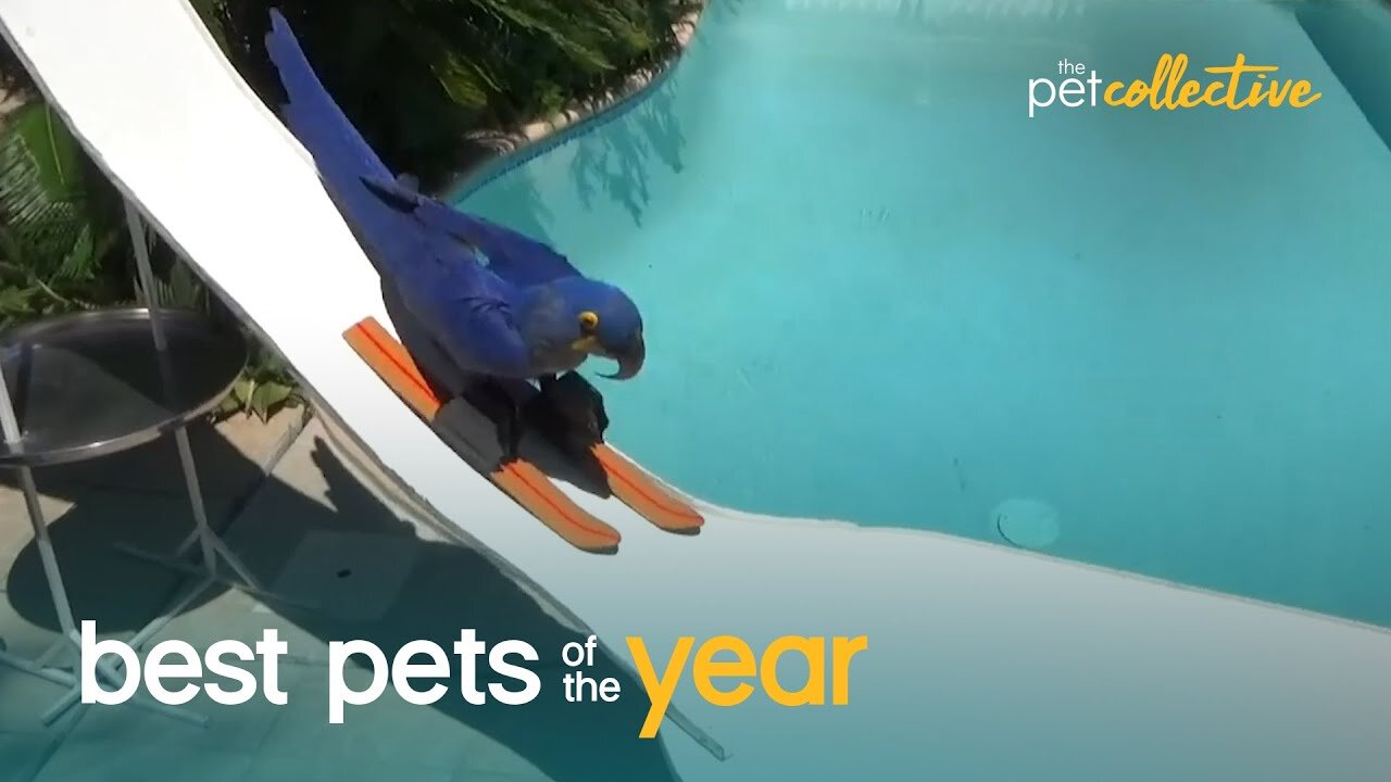 Top 20 Athletic Pets | Best Pets Of The Year 2021