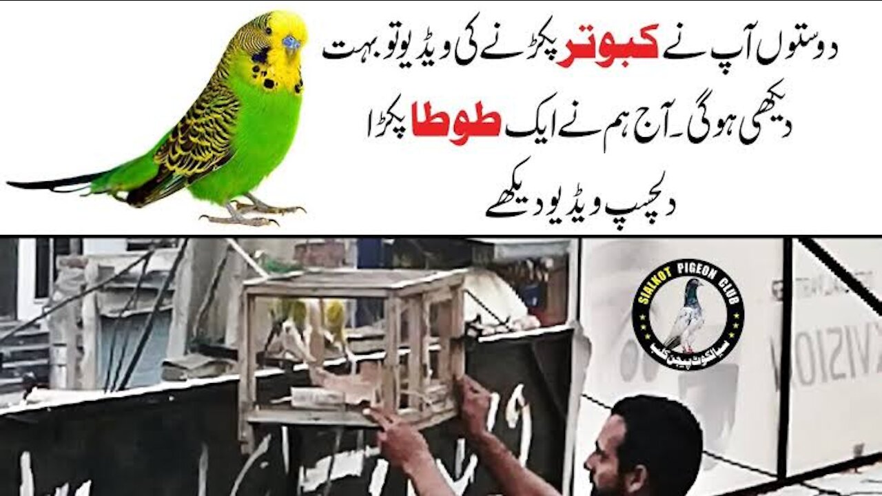 AJJ Australian Parrot Pakra | PARROT CATCH | Sialkot Pigeon Club