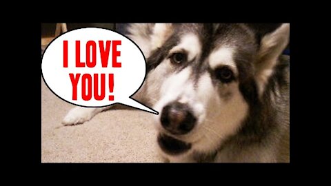 24 Pets Who Can Talk Like Humans