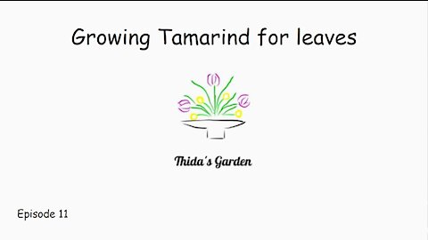 Growing Tamarind for leaves