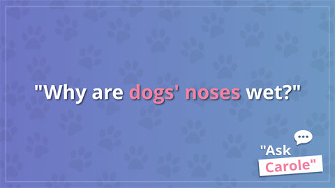 Why are dogs' noses wet?