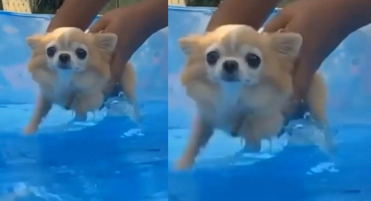 Swimming Dog Cute#cutedog,babydog,cutepuppies,dog,dogs