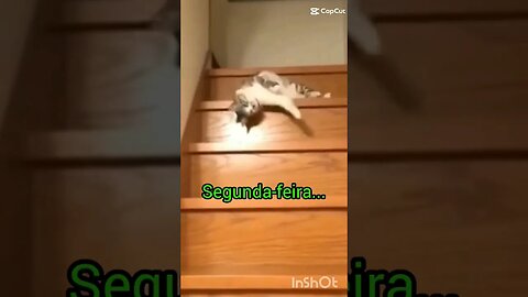 Gato indo trabalhar na segunda-feira.