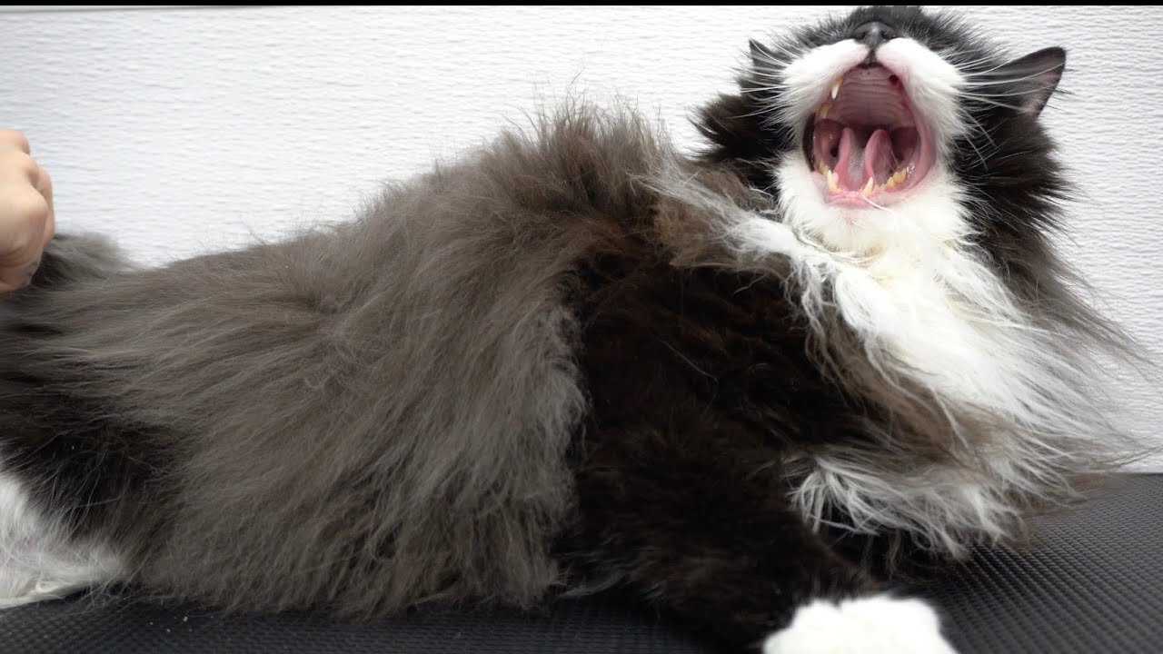 Norwegian Forest cat tells off his groomer