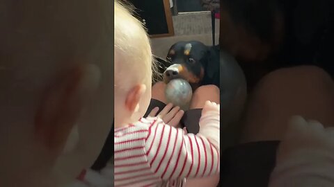 Rottweiler Sharing Toy With Baby Is Adorable #rottweiler