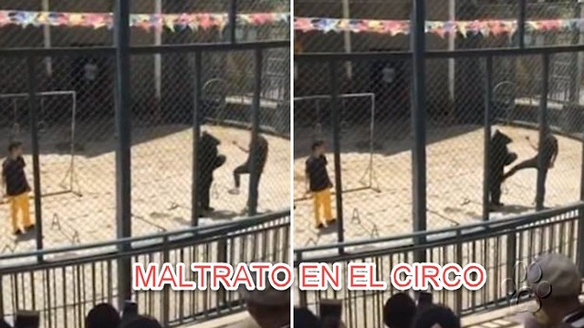 Oso es Pateado y Golpeado en la Cabeza en plena función de circo