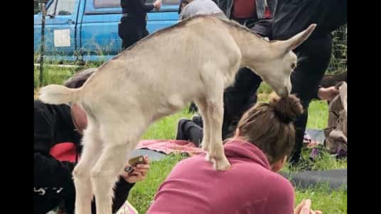 "Yoga with Goats": exercise at its most fun!