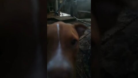 #short dog