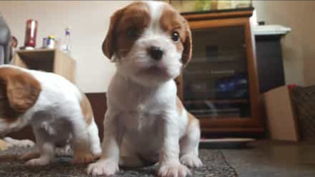 Puppy ignores soft toy to play with plastic bottle