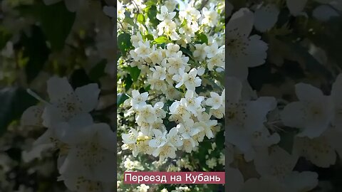 Цветущая Кубань #краснодарскийкрай #агенствонедвижимости #переезднаюг #домнаюге#недвижимость#переезд