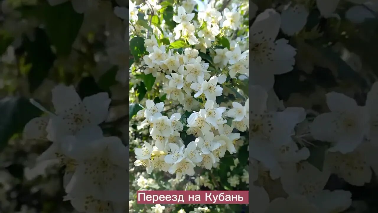 Цветущая Кубань #краснодарскийкрай #агенствонедвижимости #переезднаюг #домнаюге#недвижимость#переезд