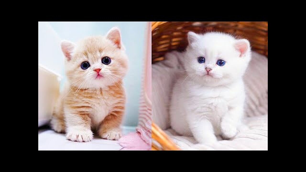 Baby Cats - Cute and Funny Cat Videos Compilation #3