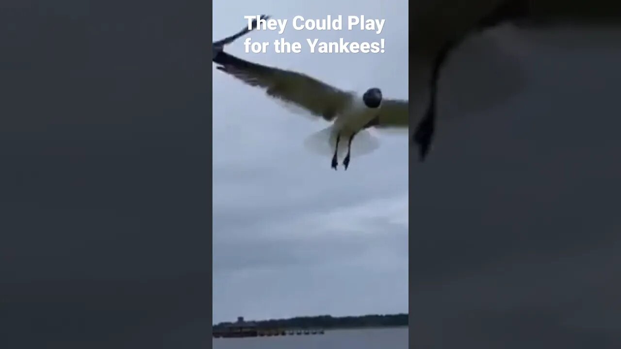 Have You Ever Seen Birds Do This?