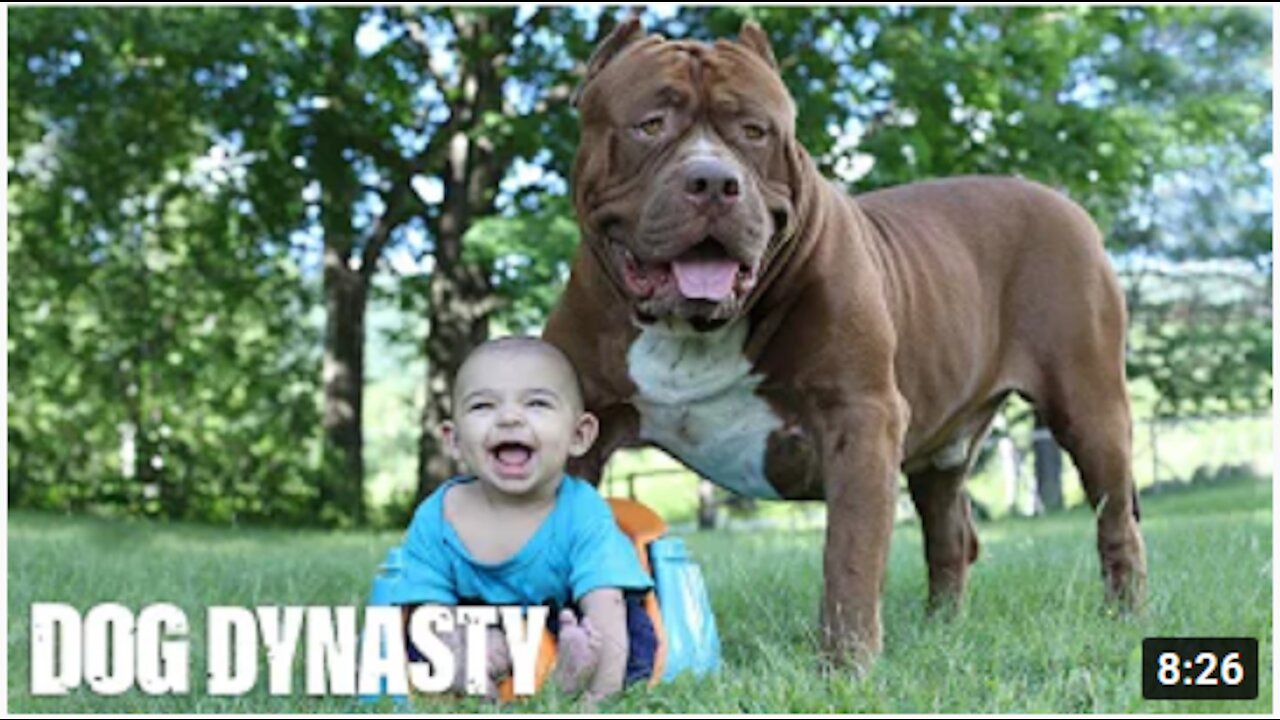 Giant Pit Bull Hulk & The Newborn Baby .