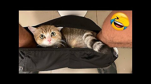 Funny Animal Videos 2022 😂 - Best Dogs And Cats Videos 😺😍