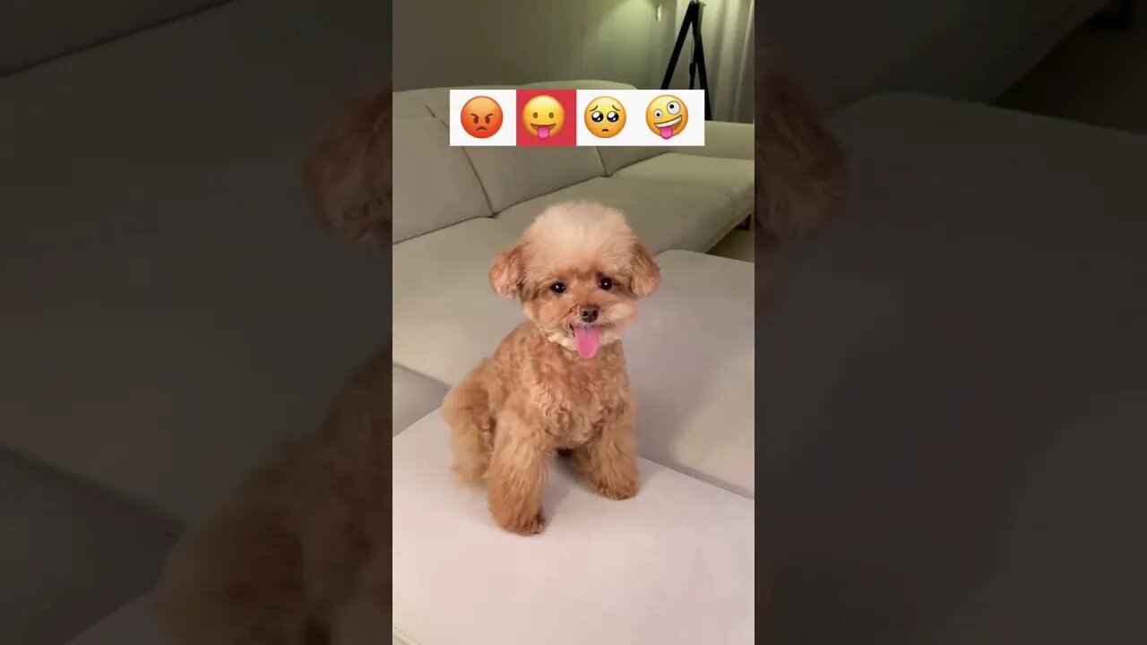 Amazing Dog Reactions - Wait for it #shorts